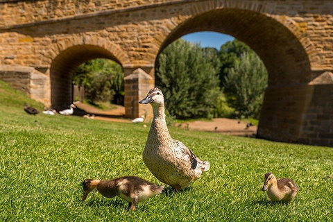 Richmond Historic Afternoon Tour From Hobart - Restaurant Gold Coast 1