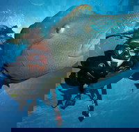 Great Barrier Reef Snorkeling and Diving Cruise from Cairns - Restaurant Gold Coast