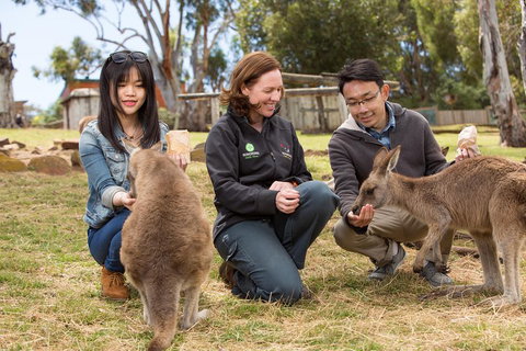 Bonorong Wildlife Park And Richmond Afternoon Tour From Hobart - Restaurant Gold Coast 1