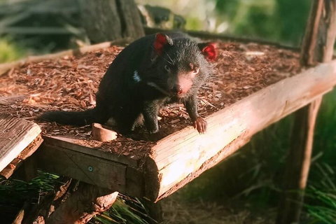 Bonorong Wildlife Park And Richmond Afternoon Tour From Hobart - Restaurant Gold Coast 4