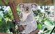 Cairns ZOOM And Wildlife Dome - thumb 0