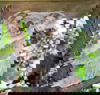 Cairns ZOOM and Wildlife Dome - Restaurant Gold Coast