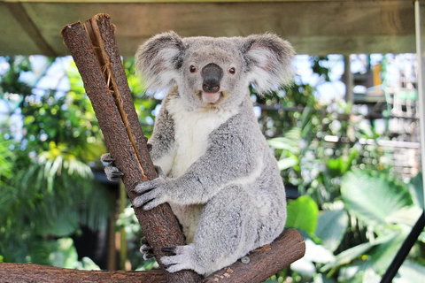 Cairns ZOOM And Wildlife Dome - Restaurant Gold Coast 0