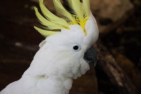 Cairns ZOOM And Wildlife Dome - Restaurant Gold Coast 2