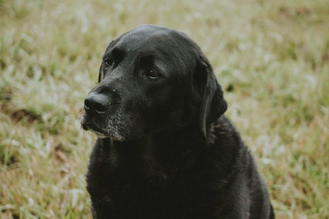 Daylesford Wine Tours: Wine, Cider, Gin, Vodka, Port, Food & Sights Tours! - Restaurant Gold Coast 4