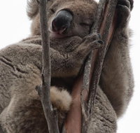 2-Day Kangaroo Island 4WD Small-Group Tour from Adelaide - Restaurant Gold Coast