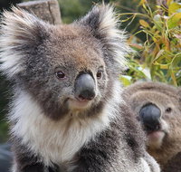Kuranda Koala Gardens and Birdworld Admission Tickets - Restaurant Gold Coast