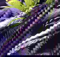 Cairns Aquarium Admission Ticket - Restaurant Gold Coast