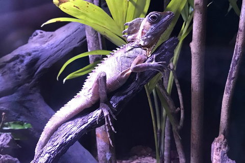 Cairns Aquarium Admission Ticket - Restaurant Gold Coast 0