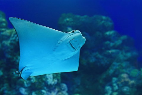 Cairns Aquarium Admission Ticket - Restaurant Gold Coast 2