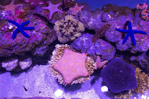 Cairns Aquarium Admission Ticket - Restaurant Gold Coast 5