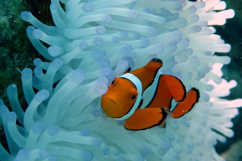 Seastar Luxury Outer Great Barrier Reef Island And Reef Tour From Cairns - Restaurant Gold Coast 0