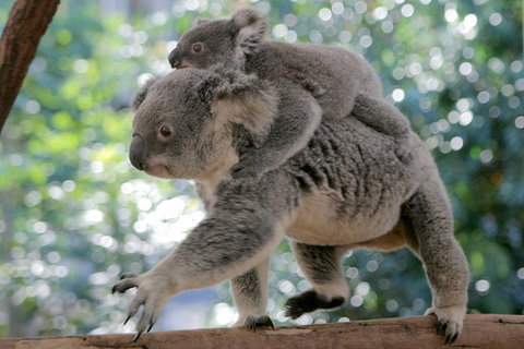 Lone Pine Koala Sanctuary Admission With Brisbane River Cruise - Restaurant Gold Coast 0
