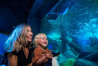 SEA LIFE Sunshine Coast Aquarium Entrance Ticket