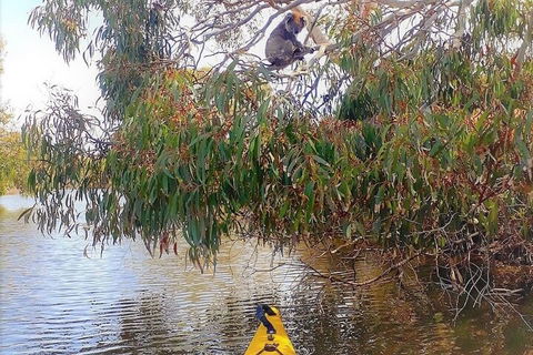 Kangaroo Island Self-Guided Kayaking On The Harriet River - Restaurant Gold Coast 4