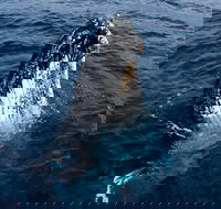 Phillip Island Whale Watching Tour - Restaurant Gold Coast