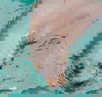 Wilsons Promontory Full Day Cruise - Restaurant Gold Coast