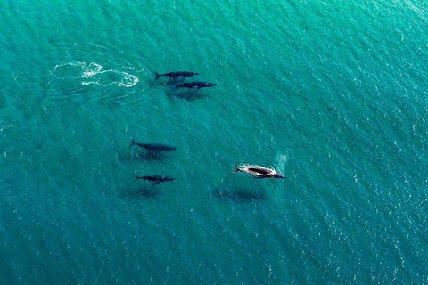 25-30 Minute Newcastle & Macquarie Helicopter Shared Flight - Restaurant Gold Coast 4