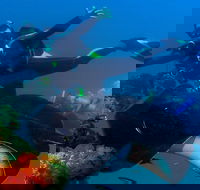 Scuba Dive the S.S. Yongala Wreck on the Great Barrier Reef. - Restaurant Gold Coast