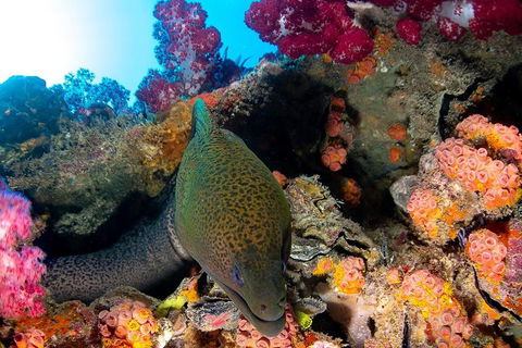 Scuba Dive The S.S. Yongala Wreck On The Great Barrier Reef. - Restaurant Gold Coast 1