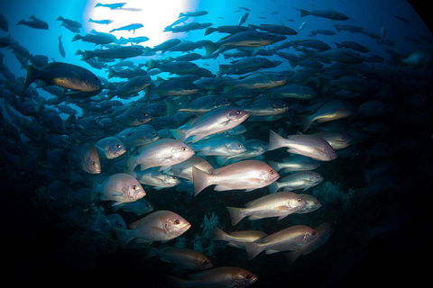 Scuba Dive The S.S. Yongala Wreck On The Great Barrier Reef. - Restaurant Gold Coast 4